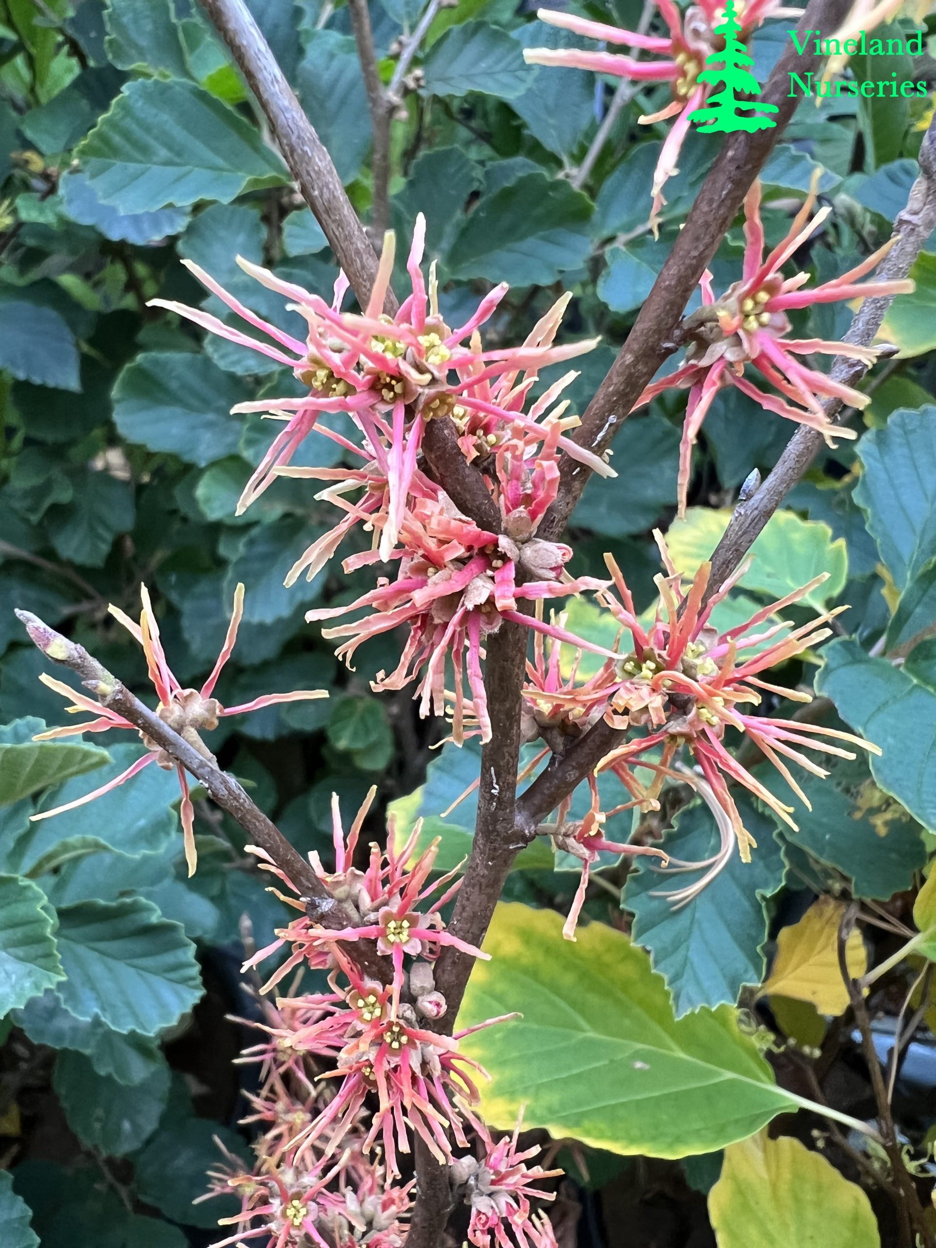 Hamamelis Virginiana Mohonk Red 2