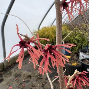 Hamamelis X Intermedia Antoine Kort 1