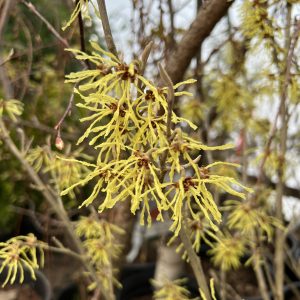 Hamamelis X Intermedia Arnold Promise 1
