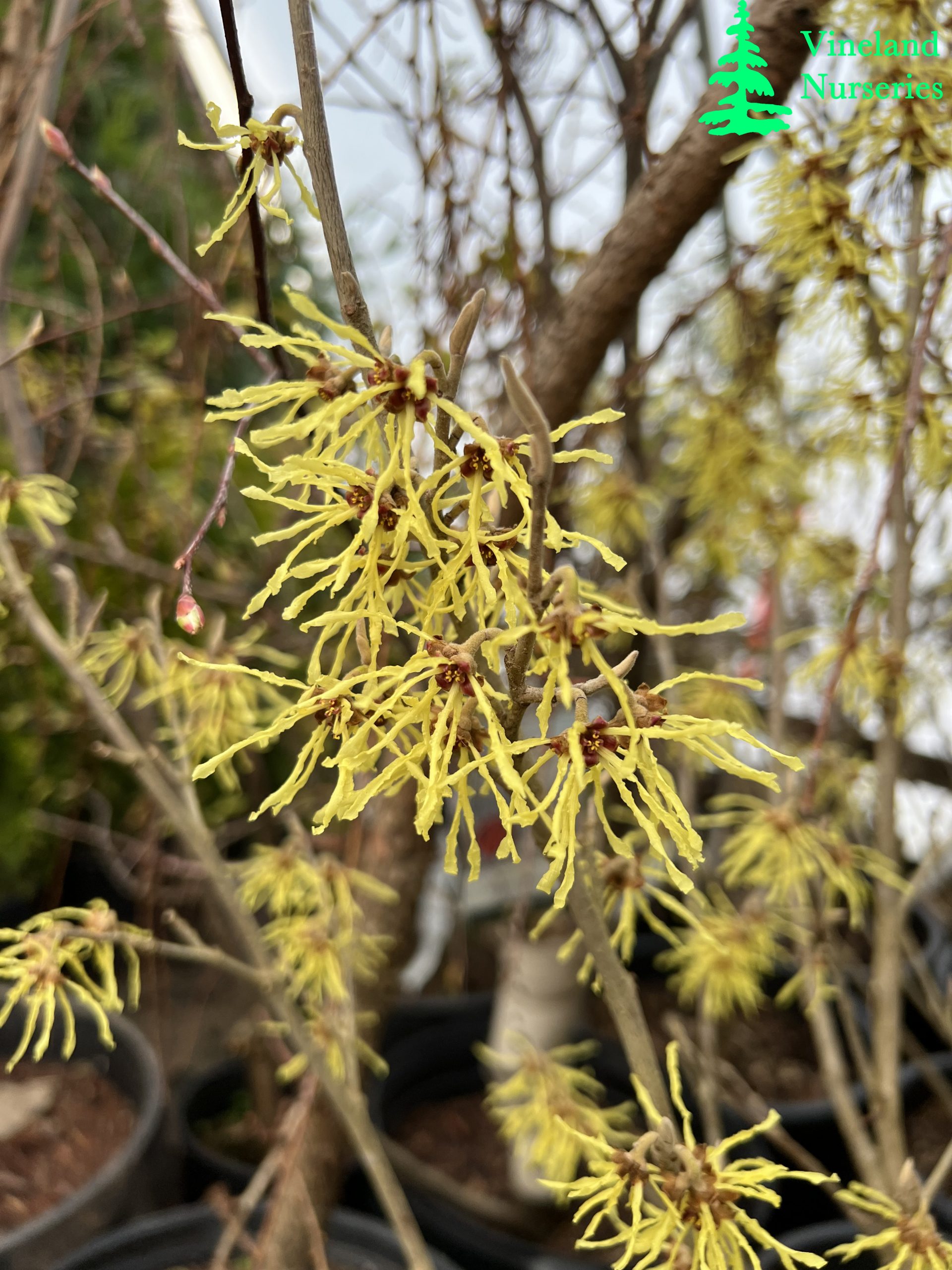 Hamamelis X Intermedia Arnold Promise 1