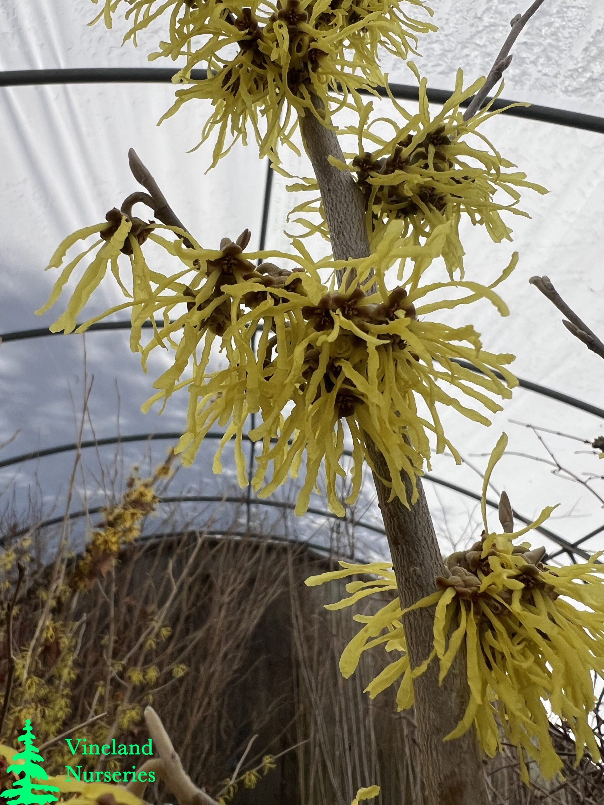 Hamamelis X Intermedia Arnold Promise 3