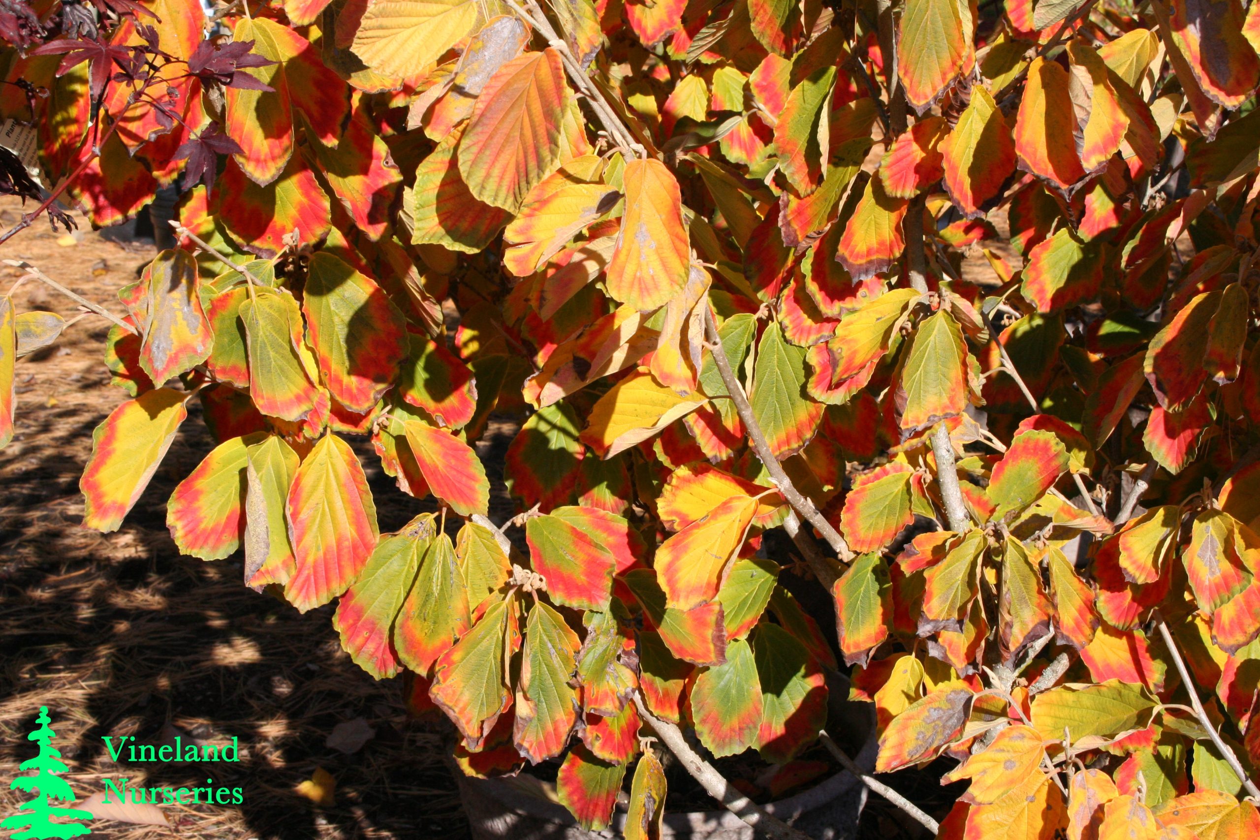 Hamamelis X Intermedia Arnold Promise 5