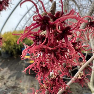 Hamamelis X Intermedia Birgit 2