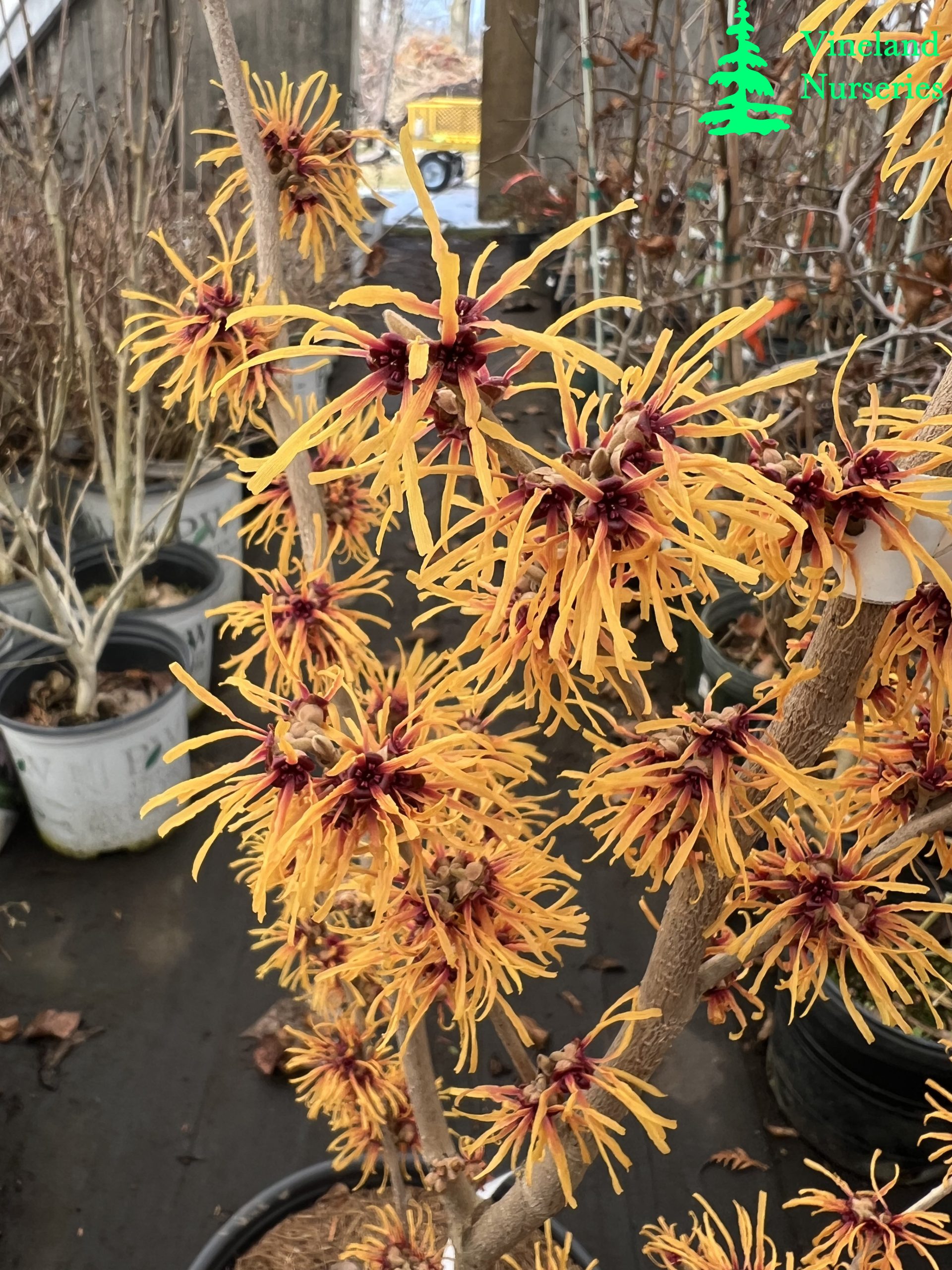 Hamamelis X Intermedia Chris 1