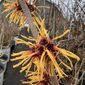 Hamamelis X Intermedia Chris 2
