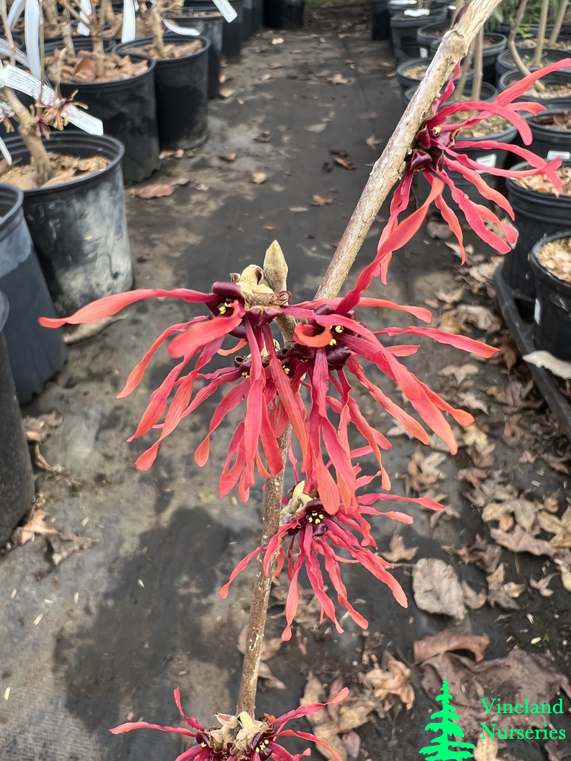 Hamamelis X Intermedia Diane 1