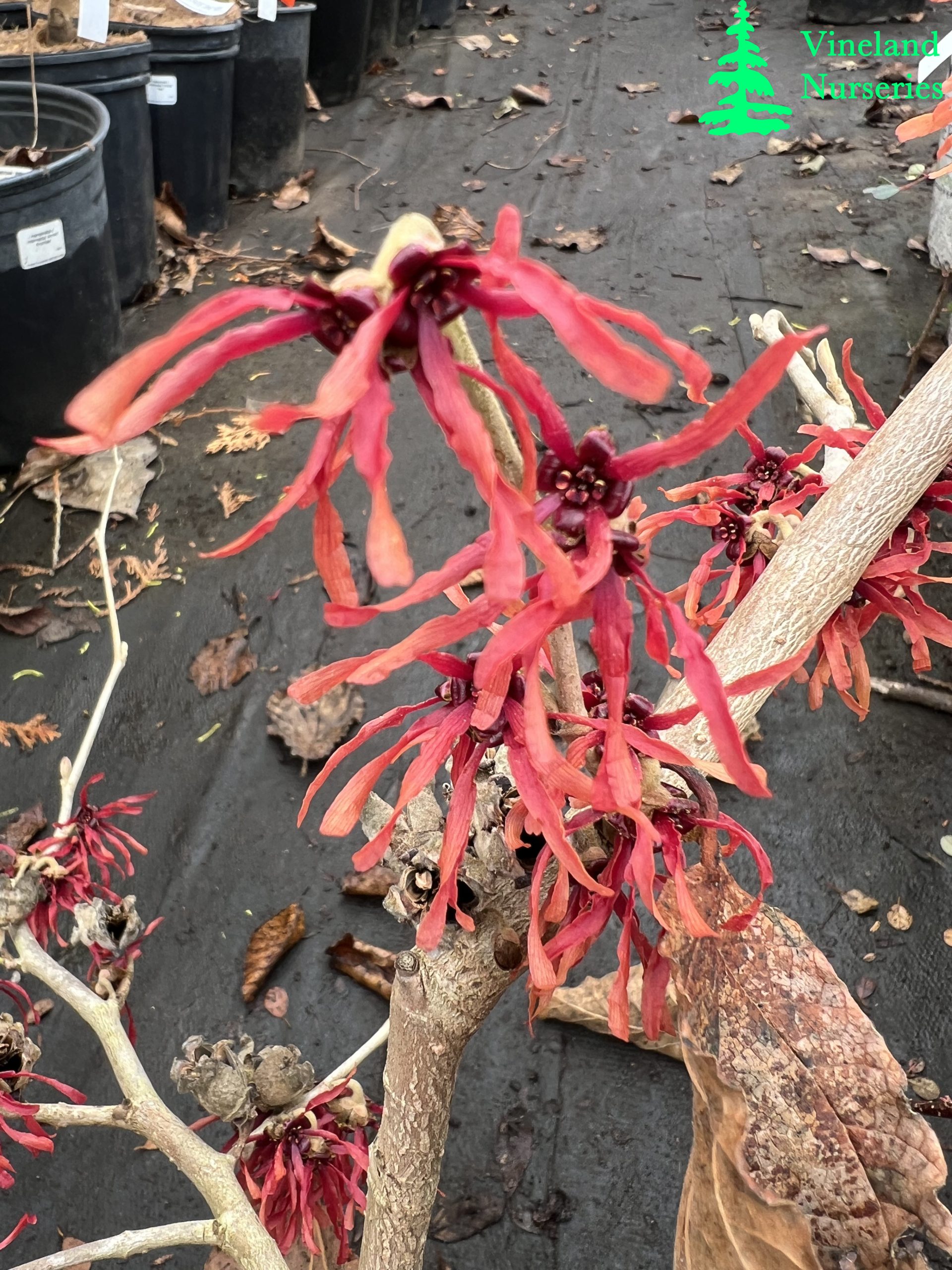 Hamamelis X Intermedia Diane 2