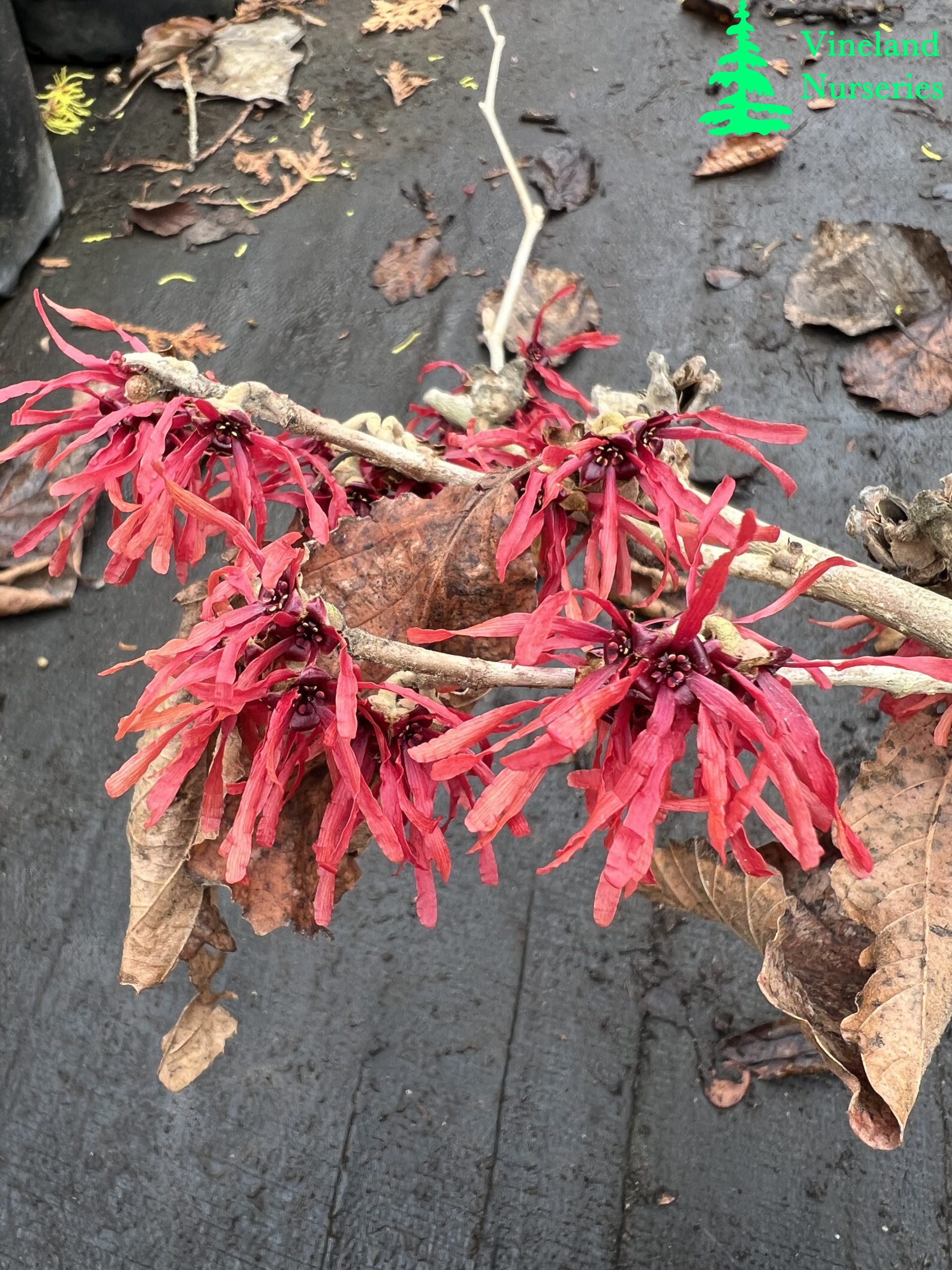 Hamamelis X Intermedia Diane 3