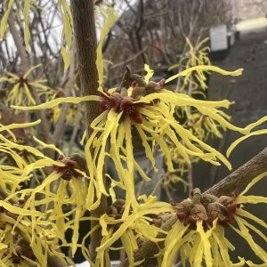 Hamamelis X Intermedia Early Bird 2