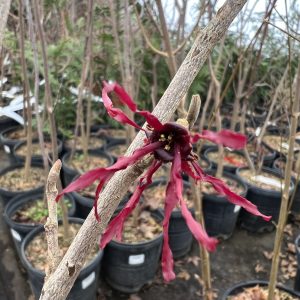 Hamamelis X Intermedia Foxy Lady