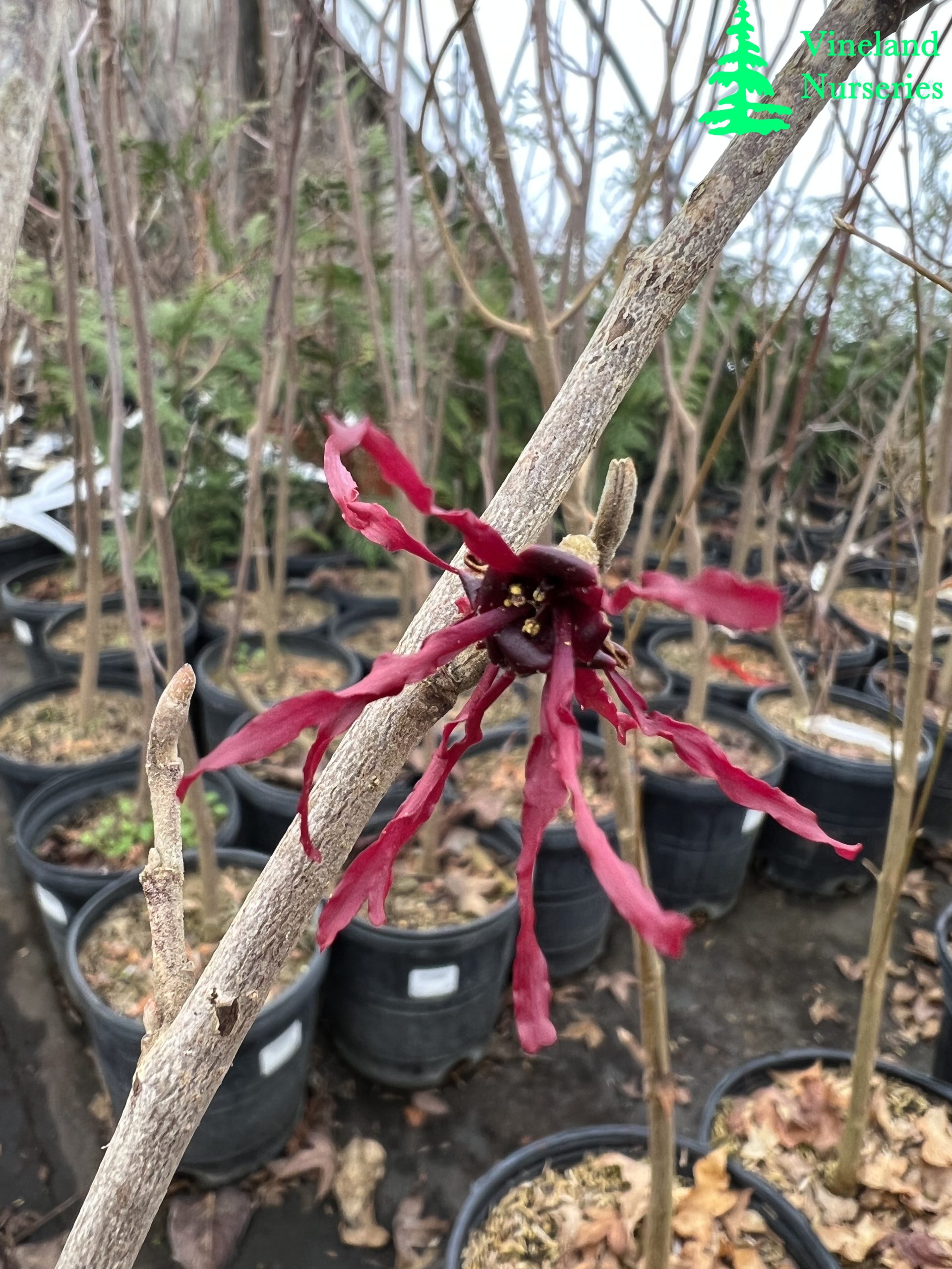 Hamamelis X Intermedia Foxy Lady
