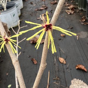 Hamamelis X Intermedia Gimborns Perfume