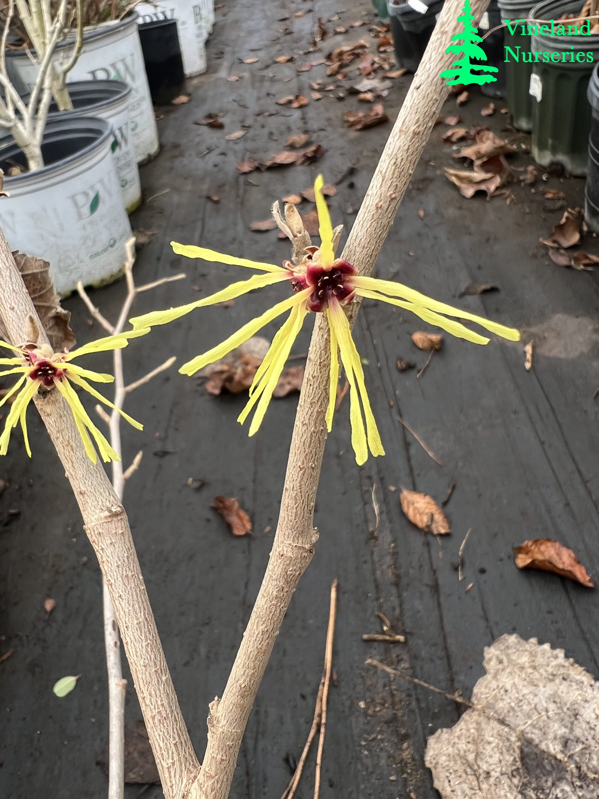 Hamamelis X Intermedia Gimborns Perfume