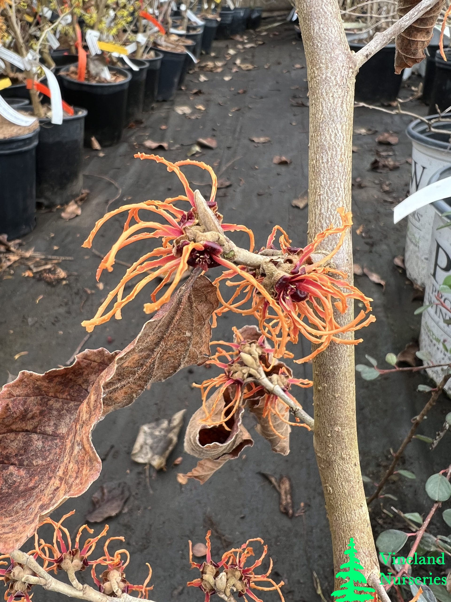 Hamamelis X Intermedia Gingerbread 1