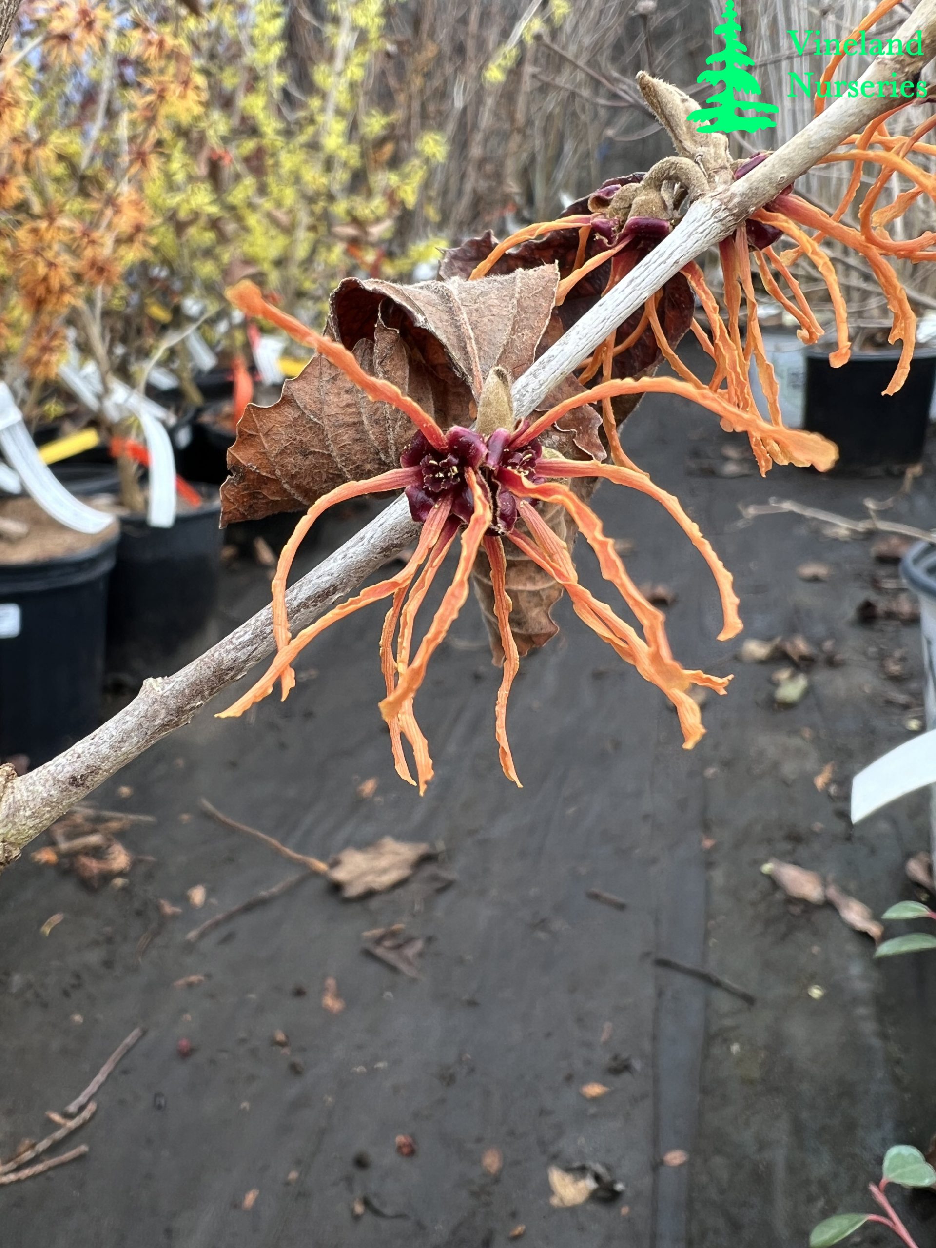 Hamamelis X Intermedia Gingerbread 2