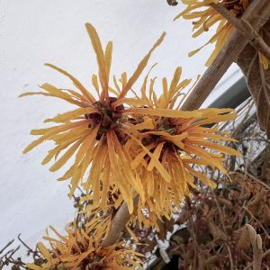 Hamamelis X Intermedia Harry 2