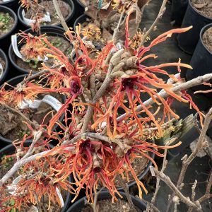 Hamamelis X Intermedia Jelena 2