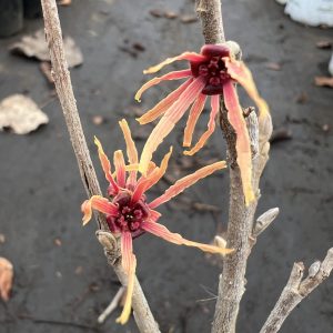 Hamamelis X Intermedia Old Copper