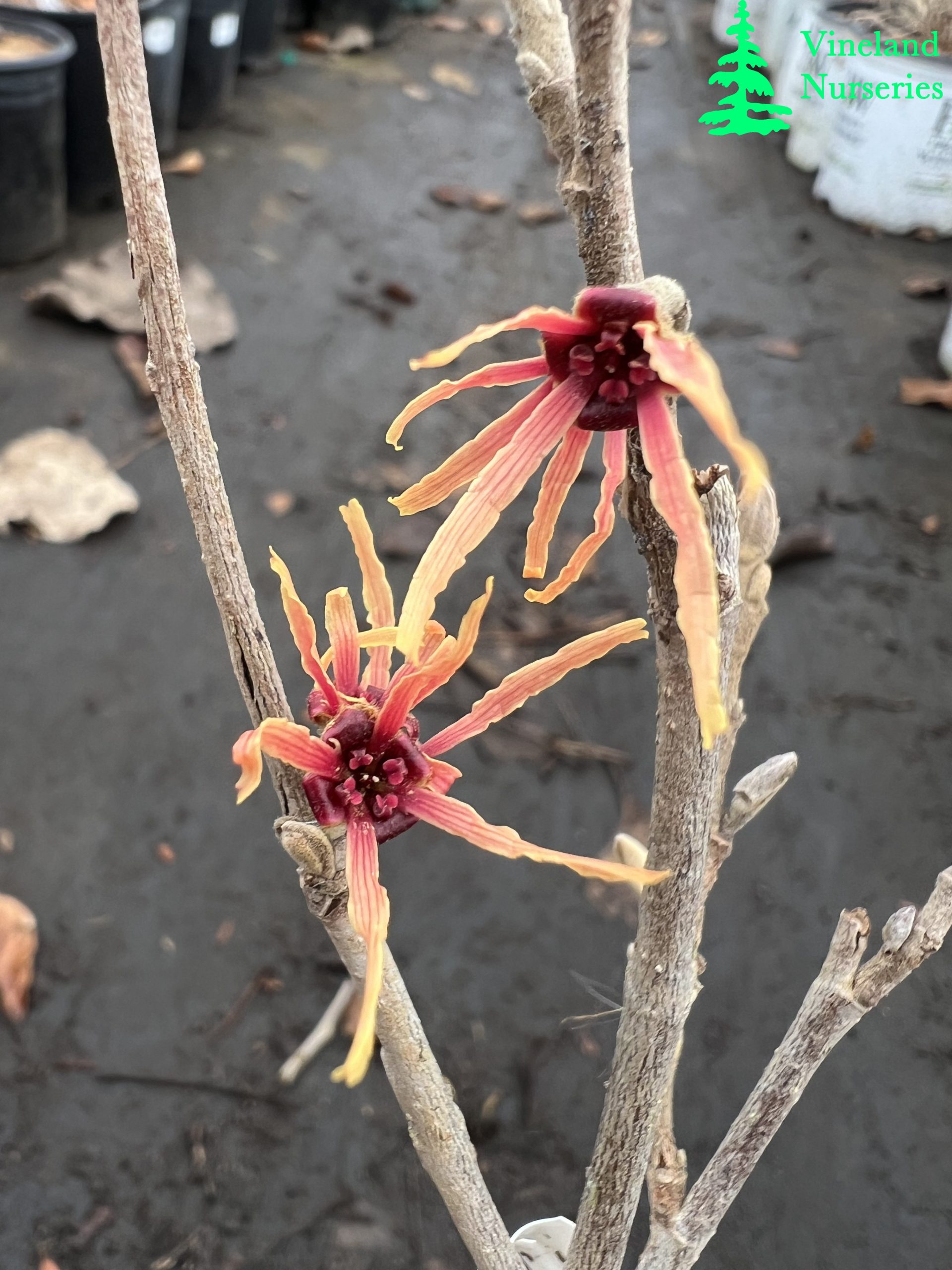 Hamamelis X Intermedia Old Copper