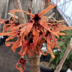 Hamamelis X Intermedia Orange Encore