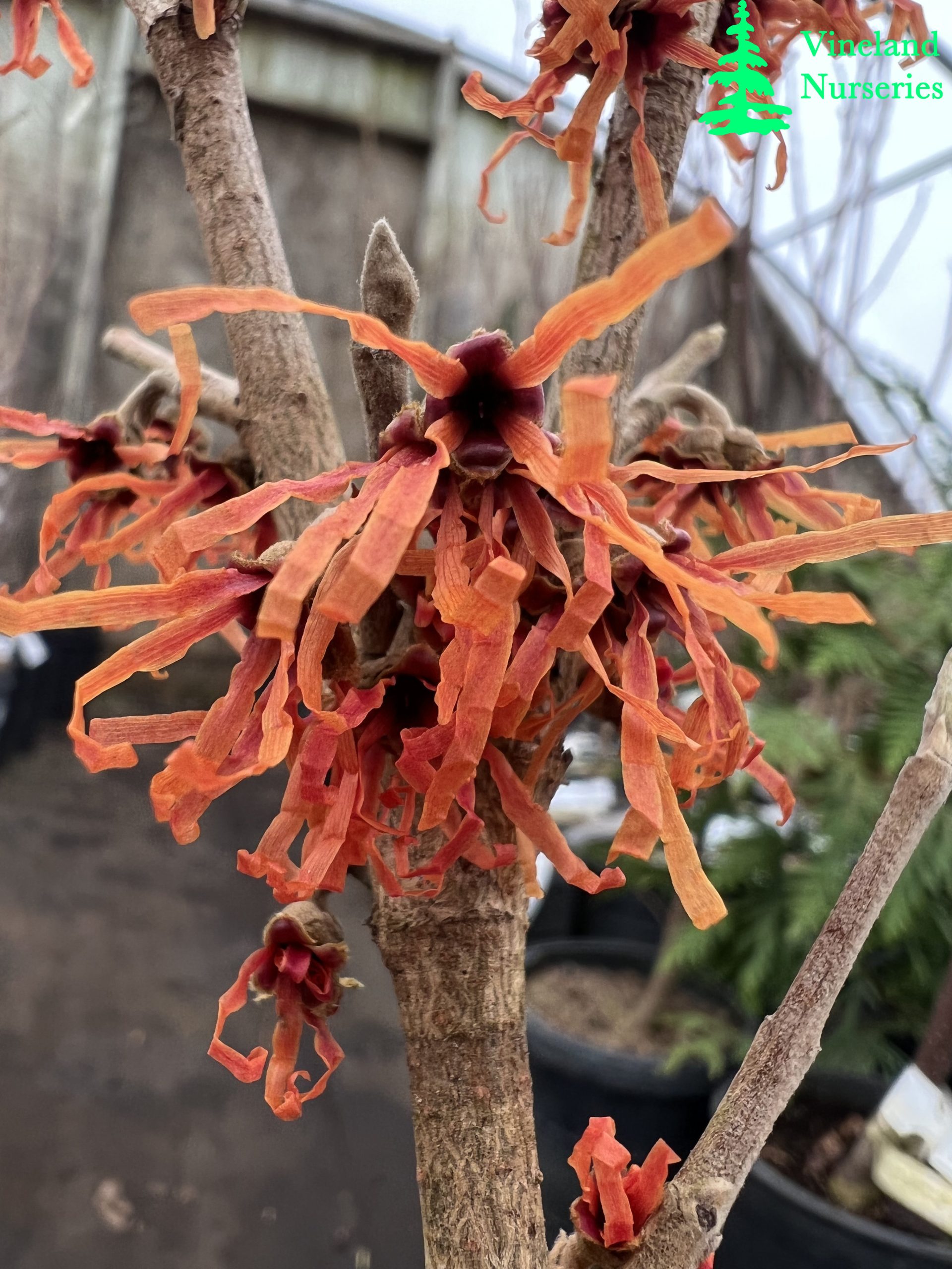 Hamamelis X Intermedia Orange Encore