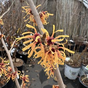 Hamamelis X Intermedia Orange Peel 1