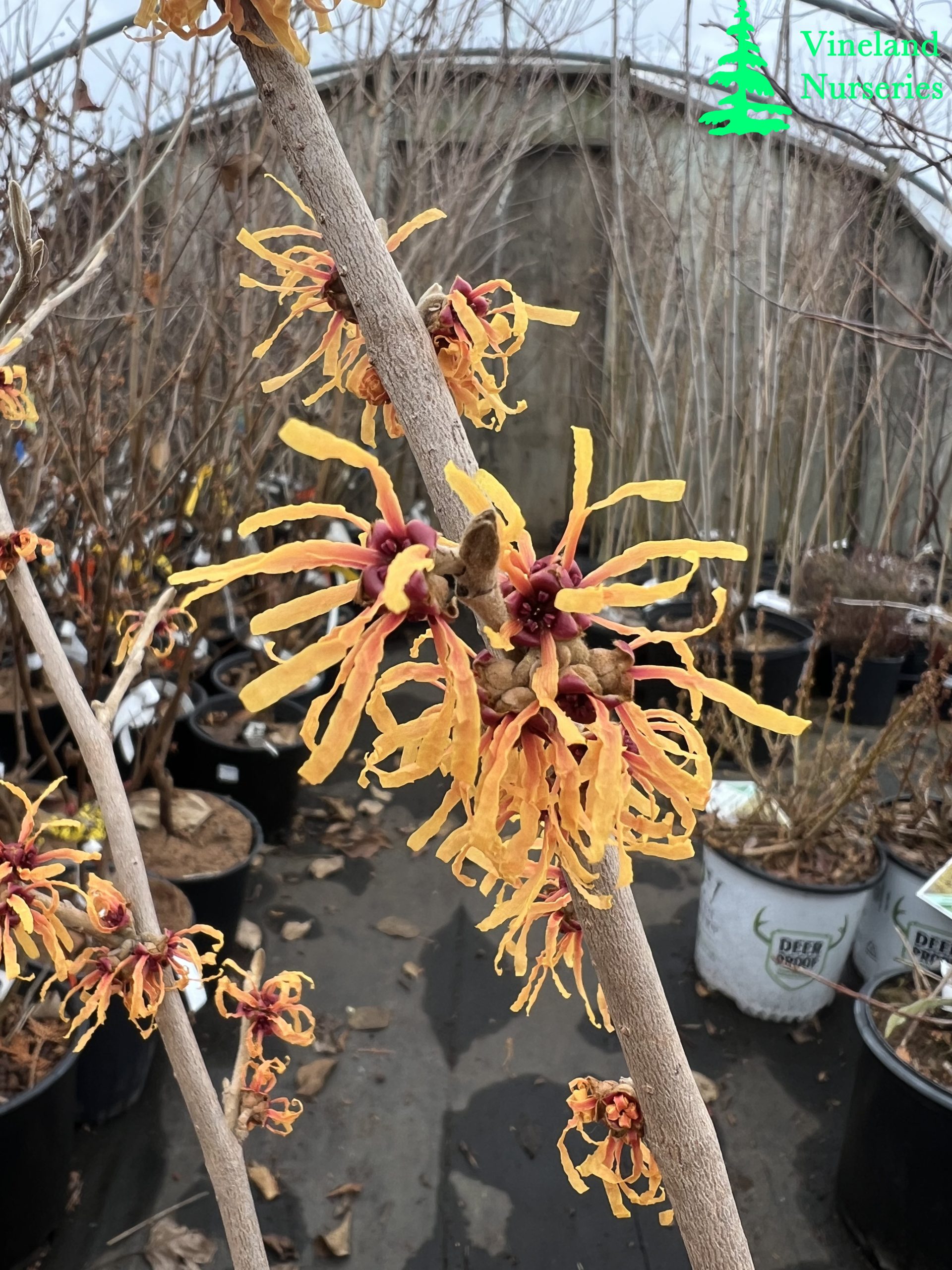 Hamamelis X Intermedia Orange Peel 1