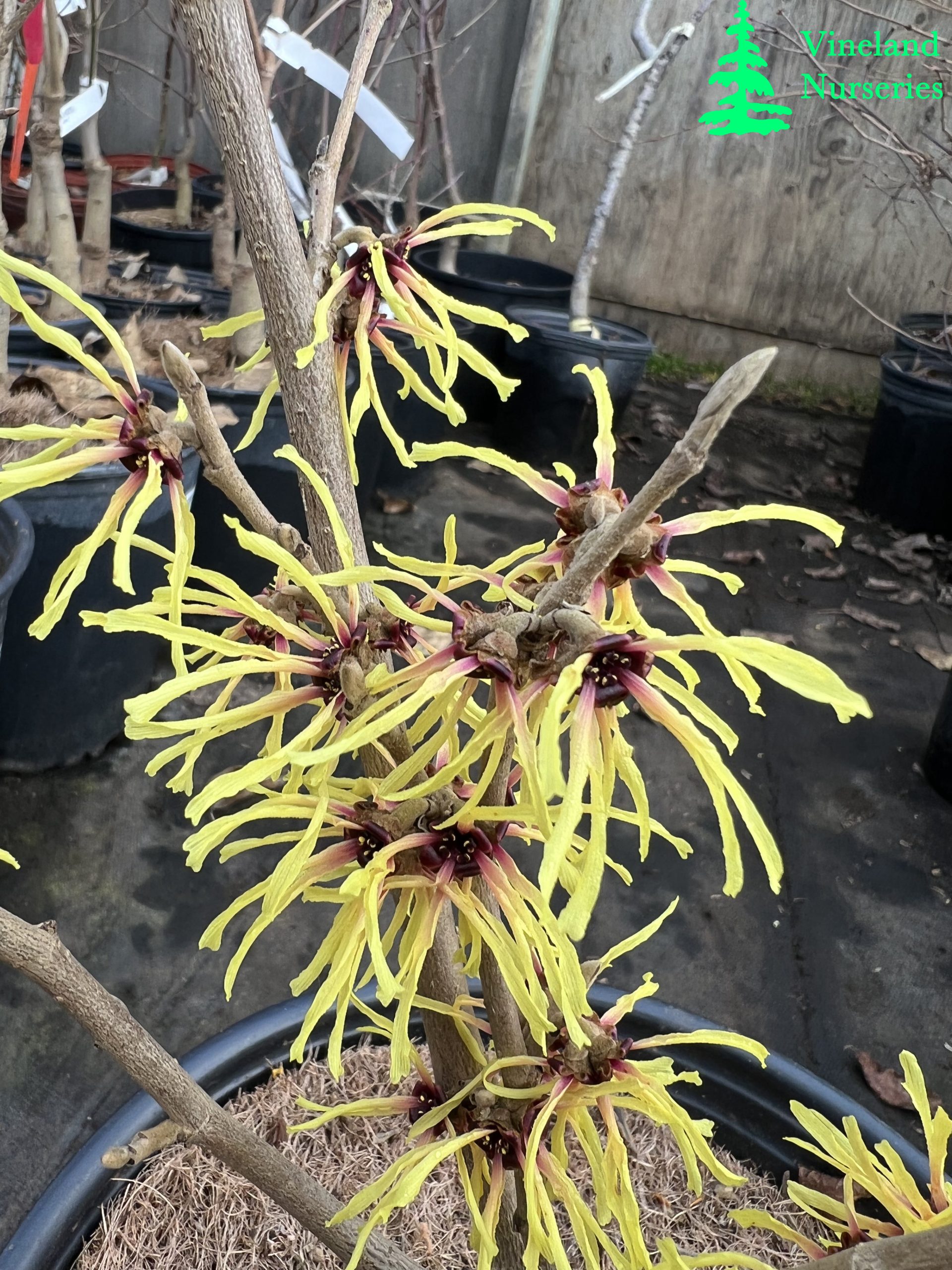 Hamamelis X Intermedia Primavera 2