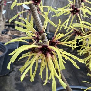Hamamelis X Intermedia Primavera 3