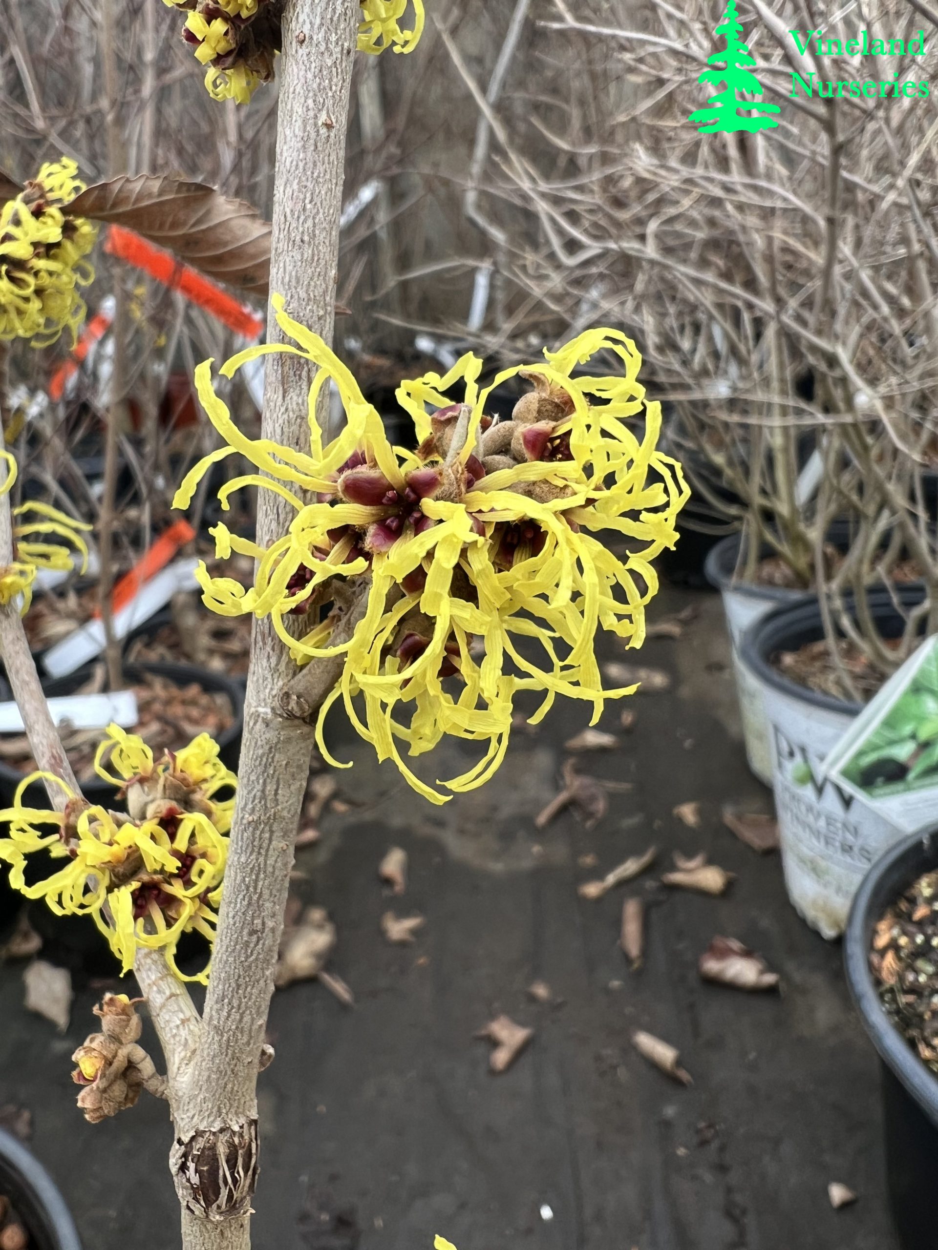 Hamamelis X Intermedia Ripe Corn 1
