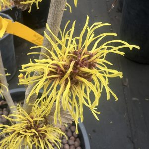 Hamamelis X Intermedia Ripe Corn 2