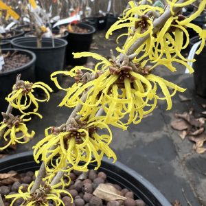 Hamamelis X Intermedia Savill Starlight