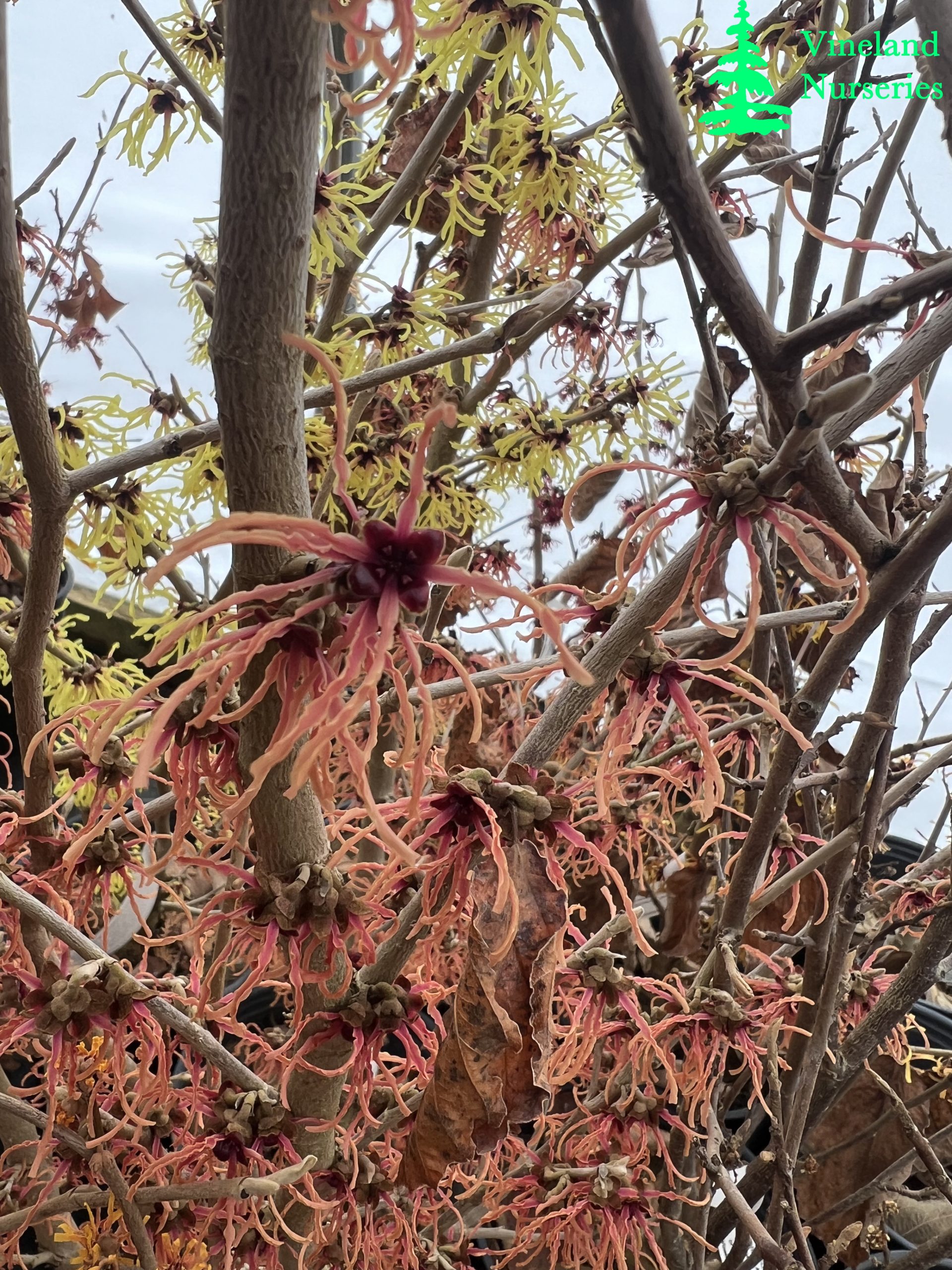 Hamamelis X Intermedia Spanish Spider 1