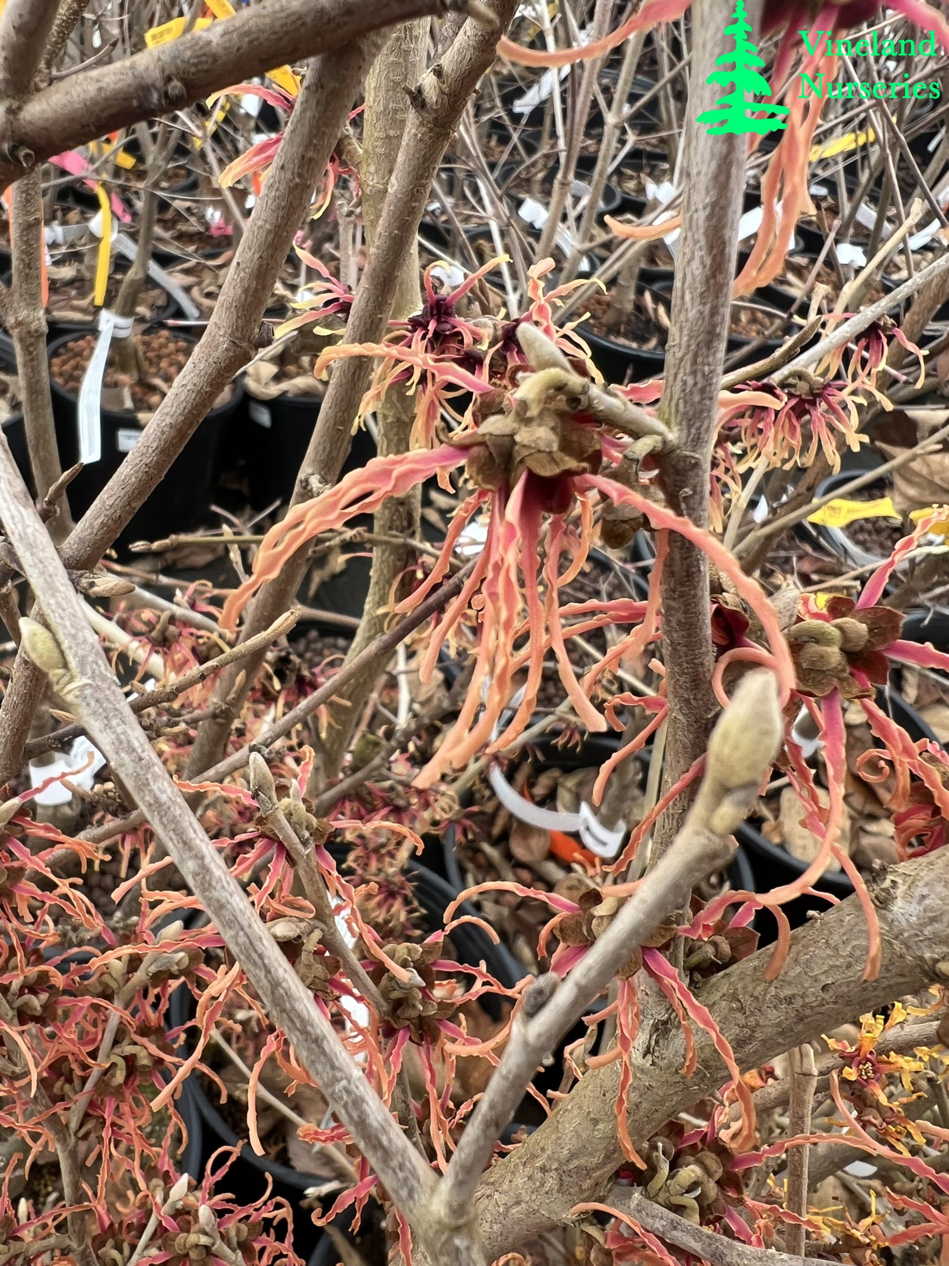 Hamamelis X Intermedia Spanish Spider 2