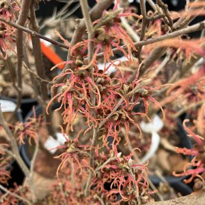 Hamamelis X Intermedia Spanish Spider 3