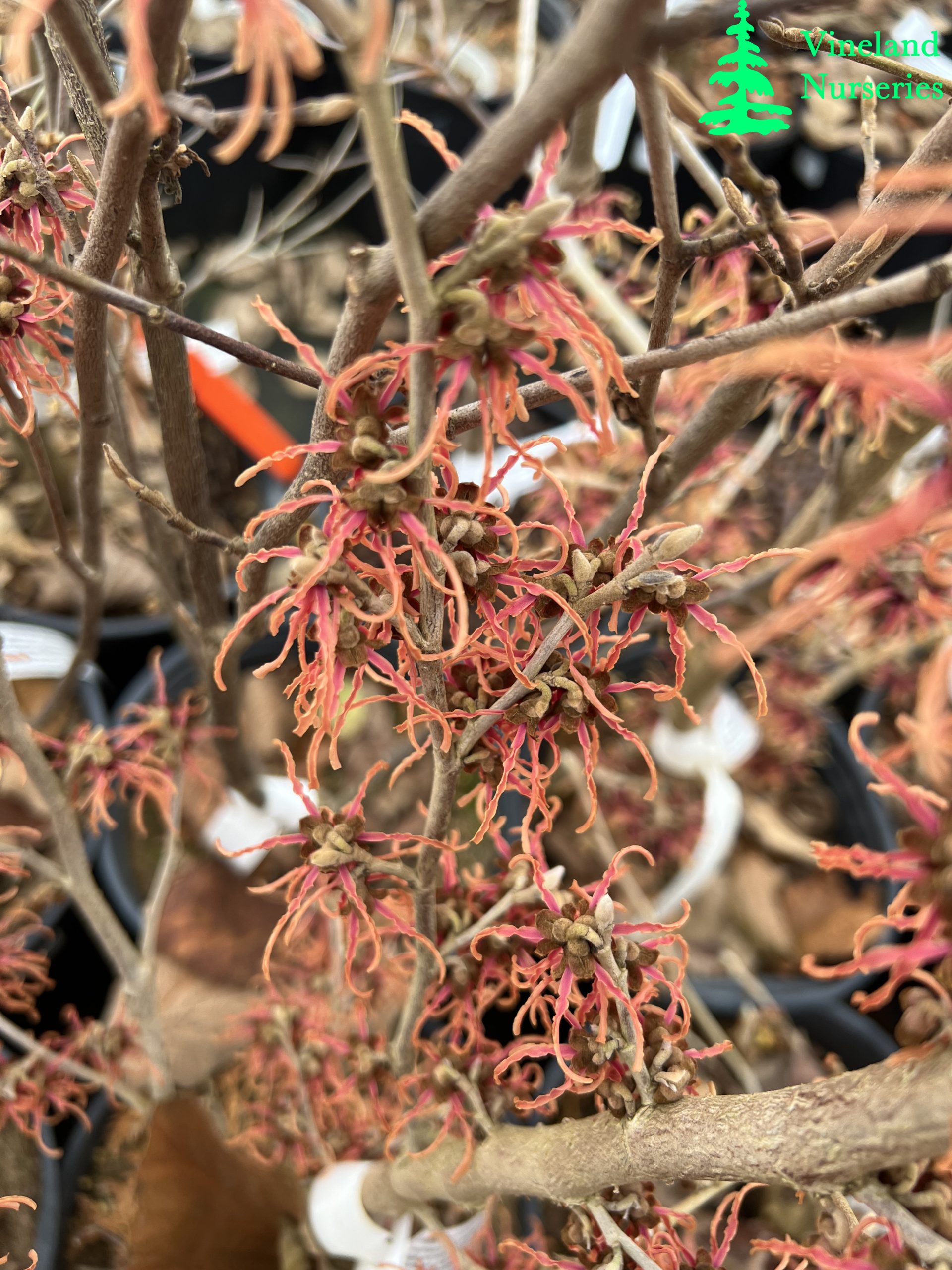 Hamamelis X Intermedia Spanish Spider 3