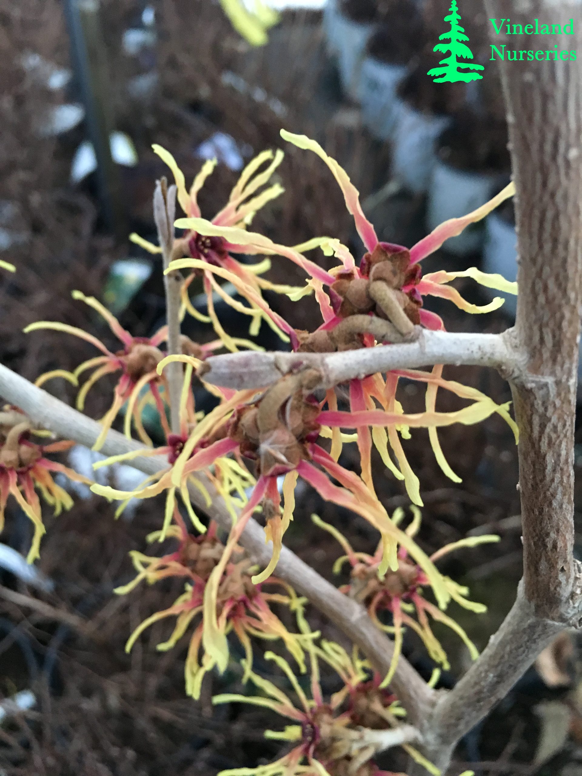 Hamamelis X Intermedia Strawberries And Cream 1