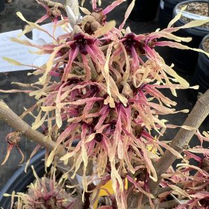 Hamamelis X Intermedia Strawberries And Cream 2