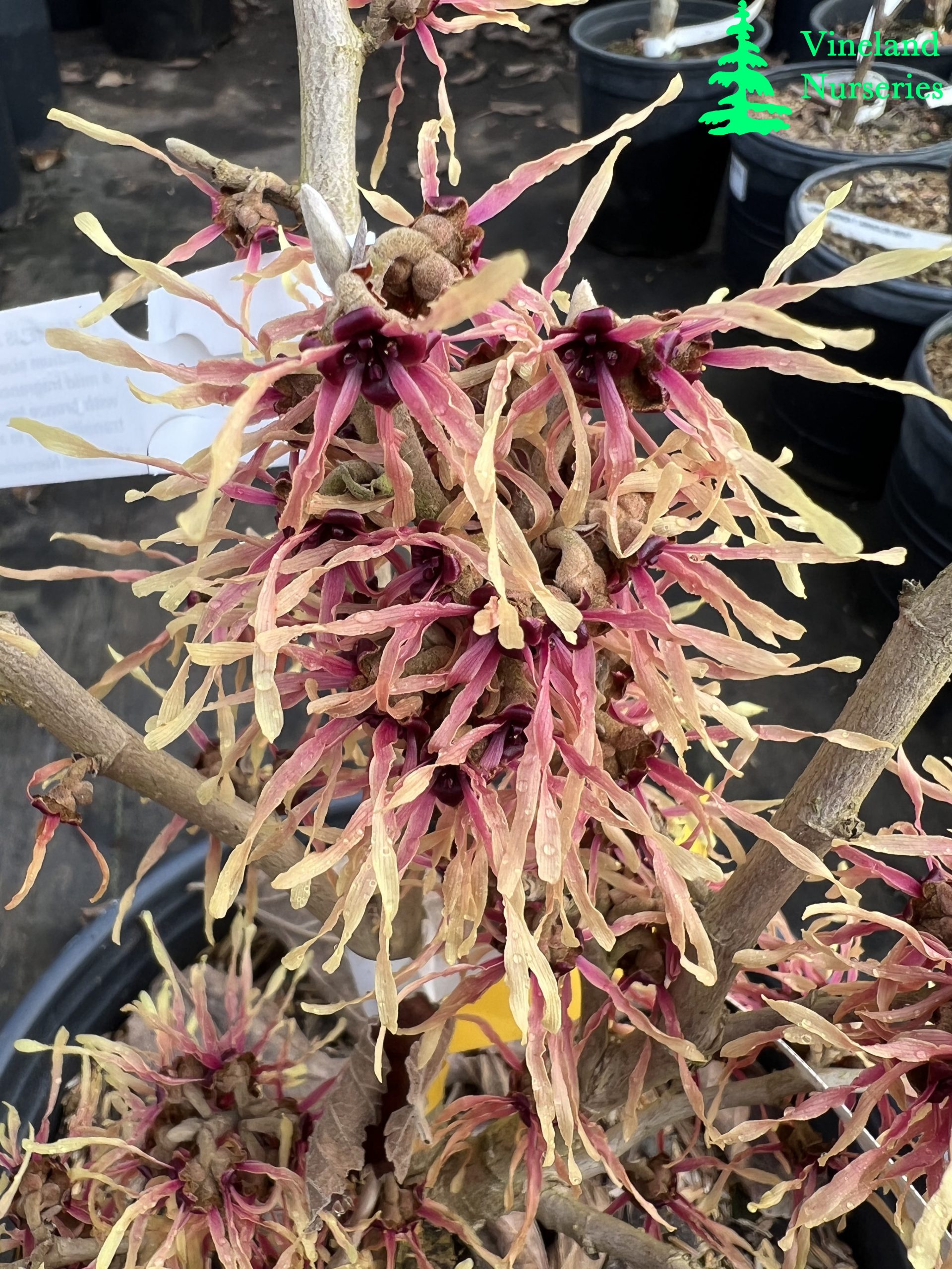 Hamamelis X Intermedia Strawberries And Cream 2