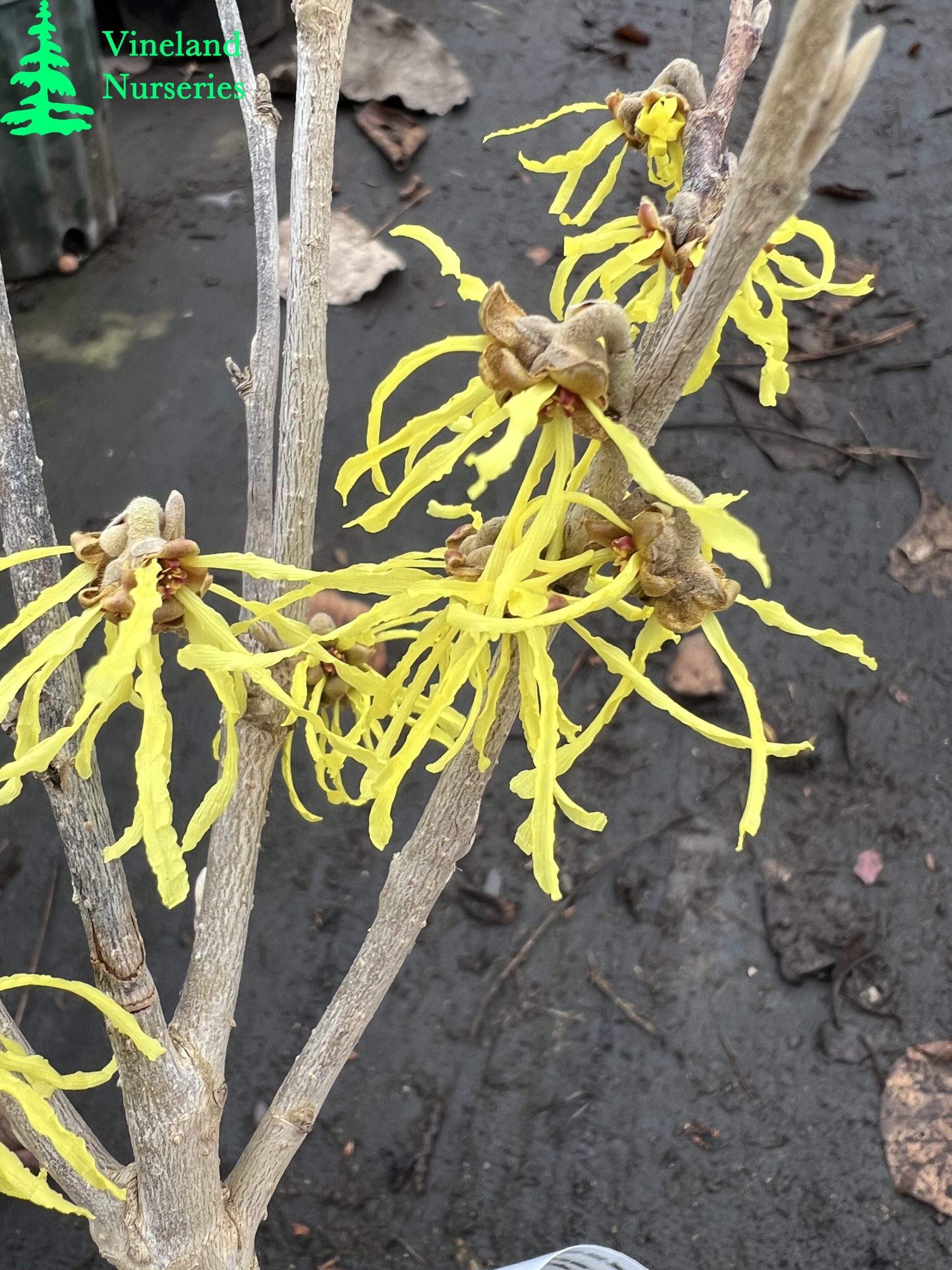 Hamamelis X Intermedia Sweet Sunshine 1