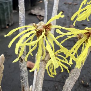 Hamamelis X Intermedia Sweet Sunshine 2