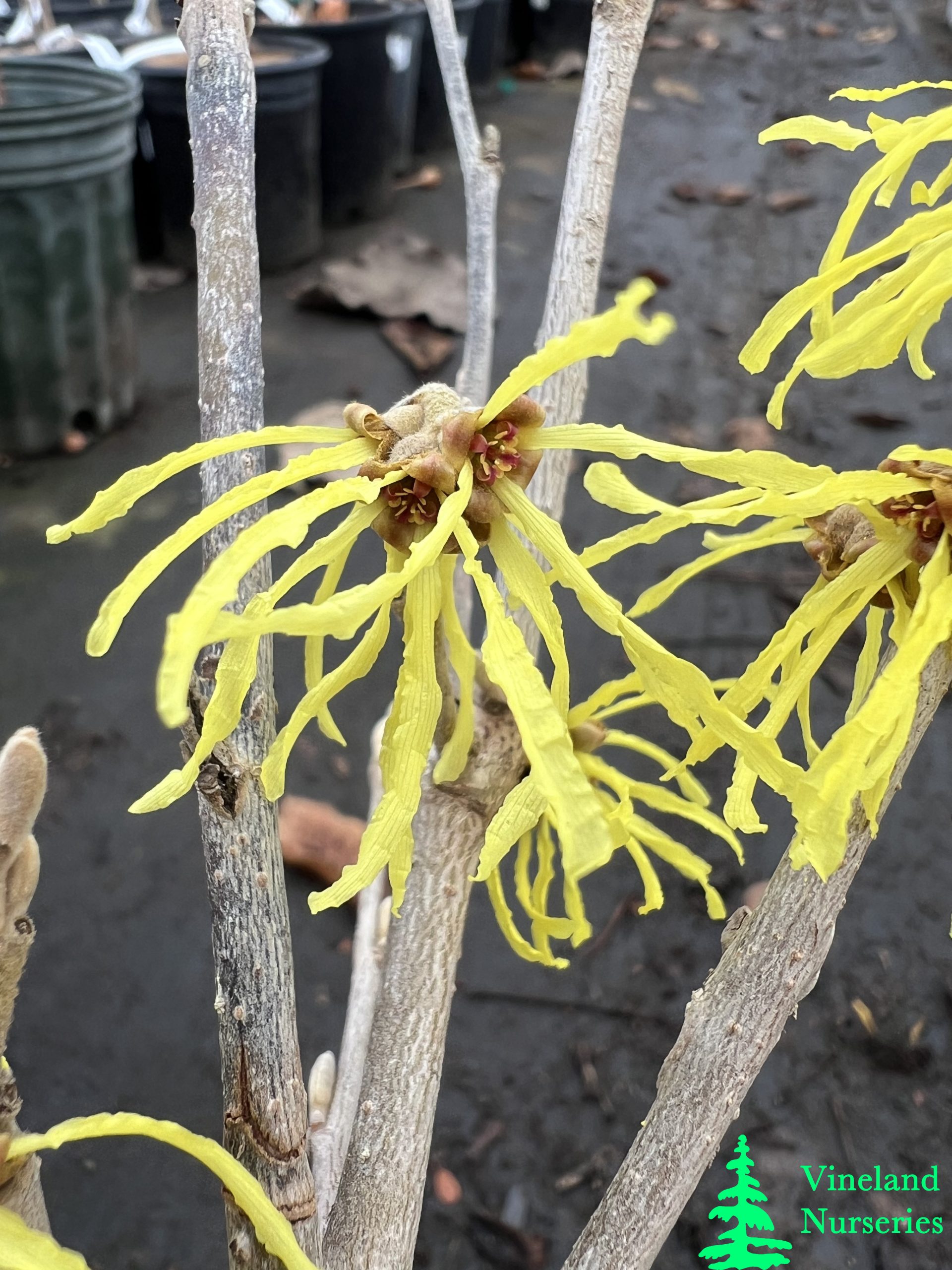 Hamamelis X Intermedia Sweet Sunshine 2