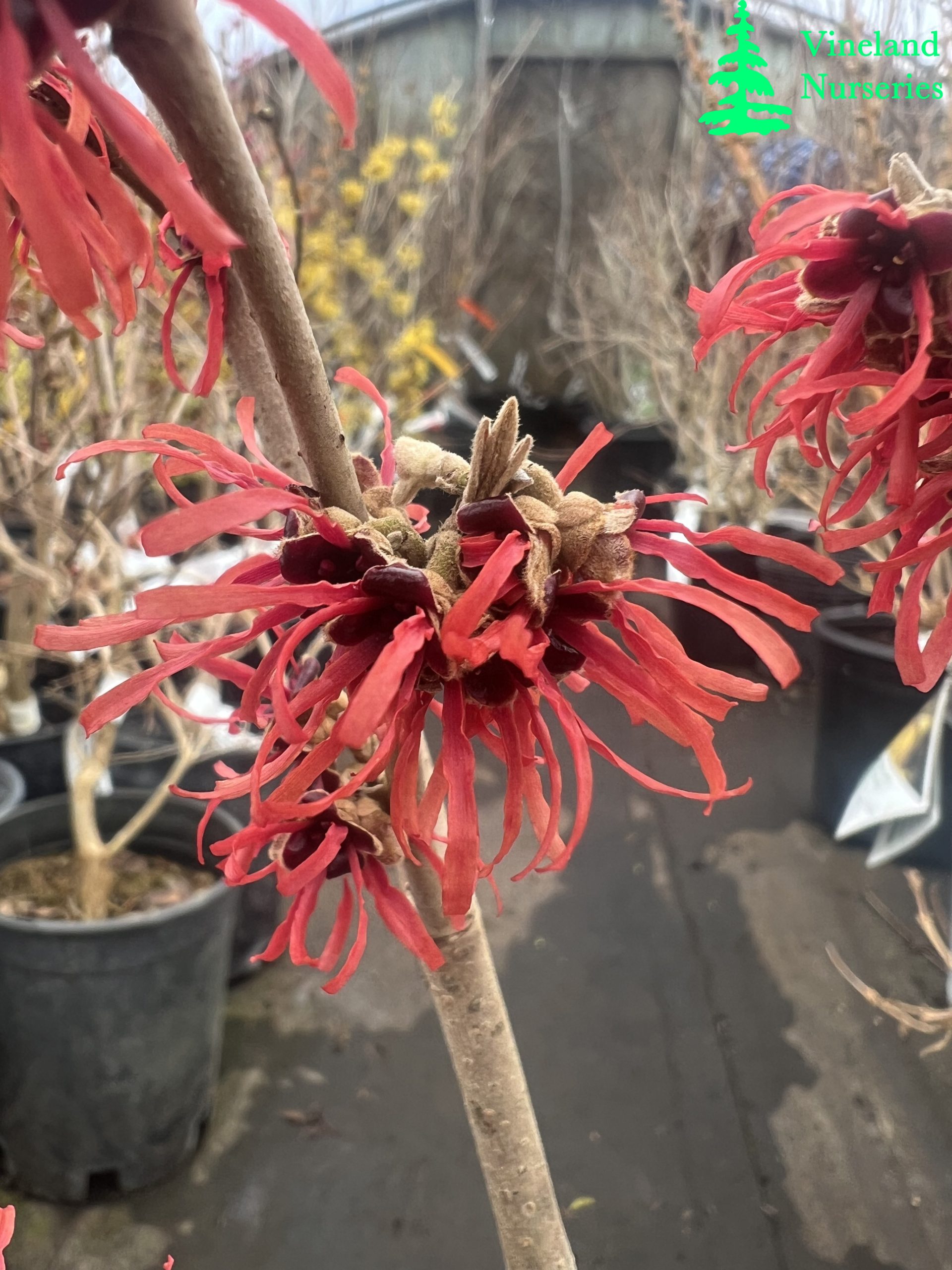 Hamamelis X Intermedia Tosca 1