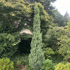 Juniperus Chinensis Trautman