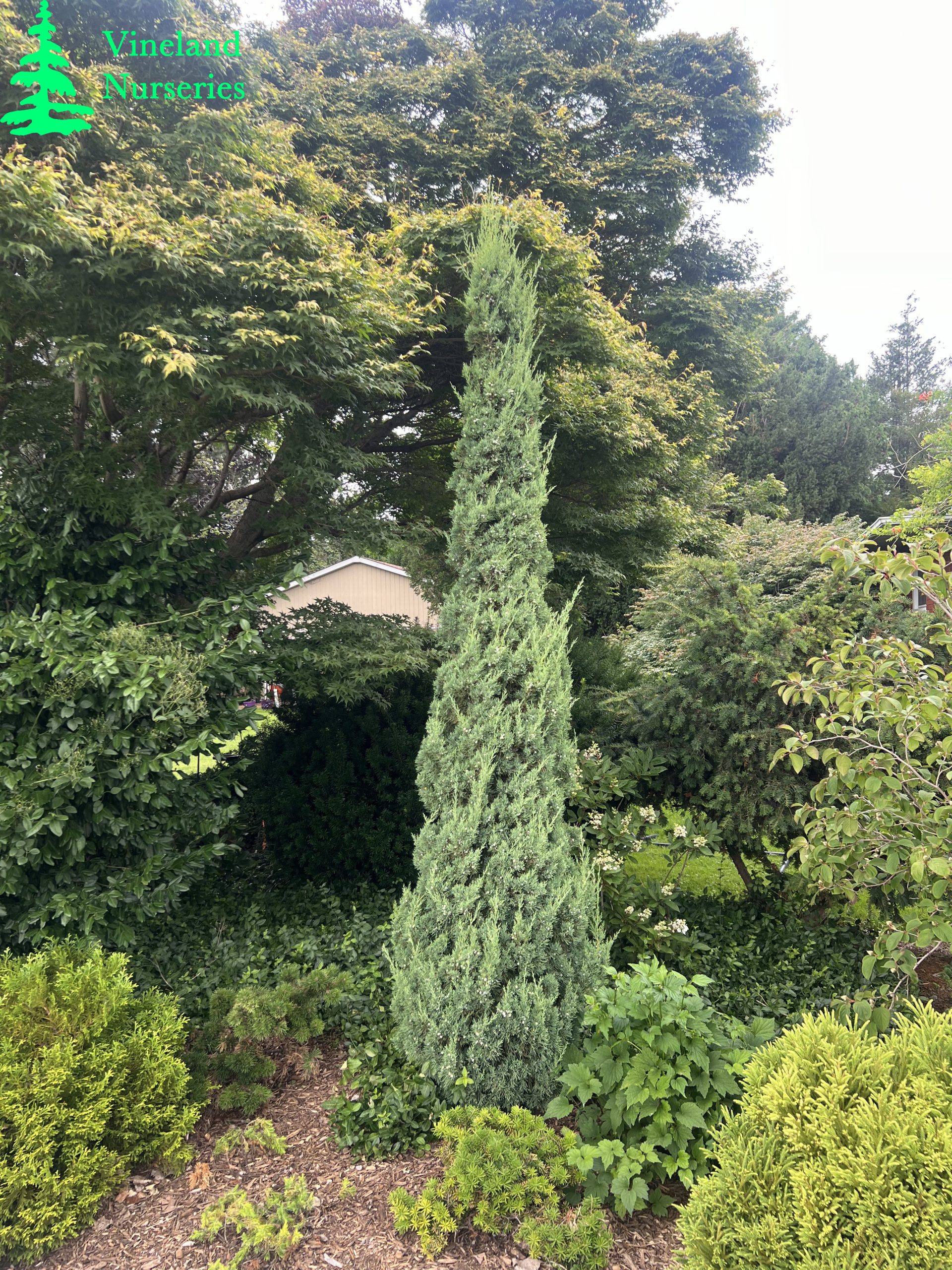 Juniperus Chinensis Trautman