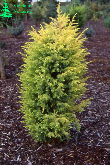 Juniperus Communis Gold Cone 1
