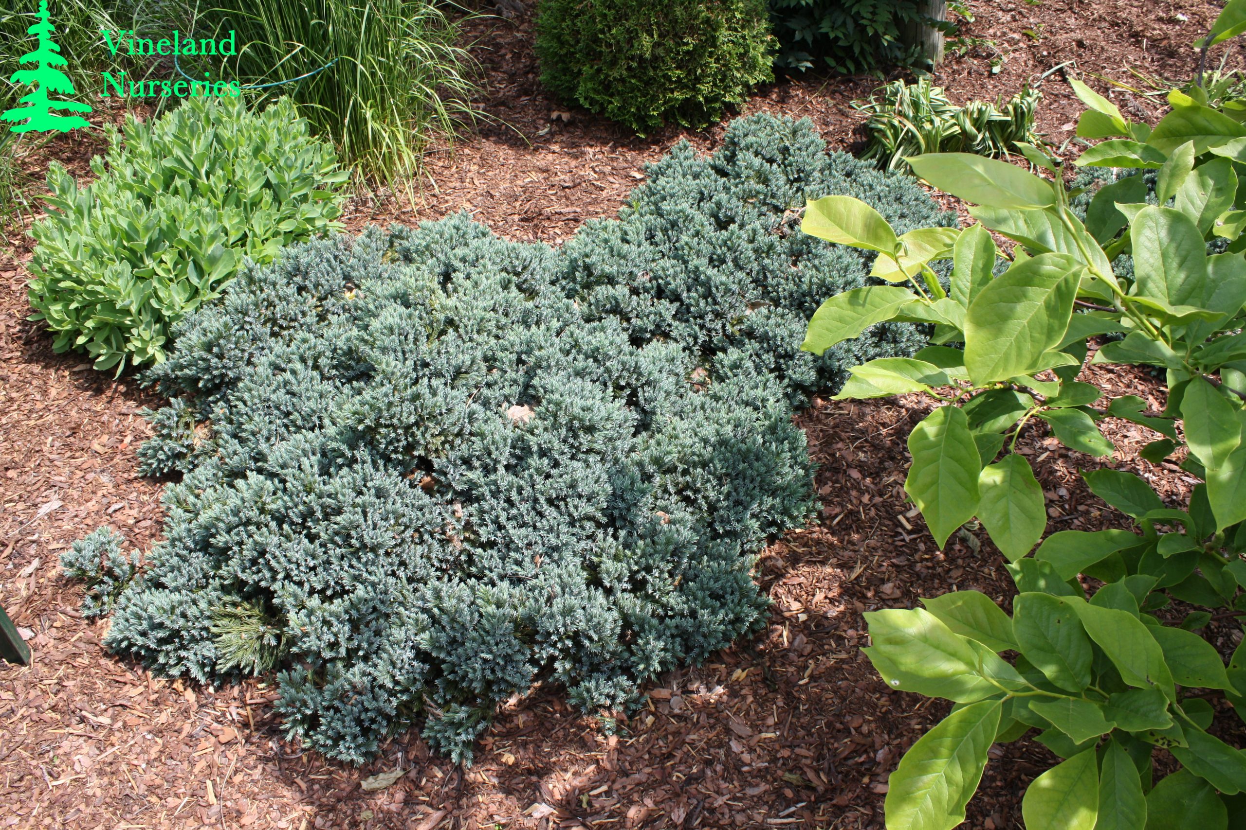 Juniperus Squamata Blue Star