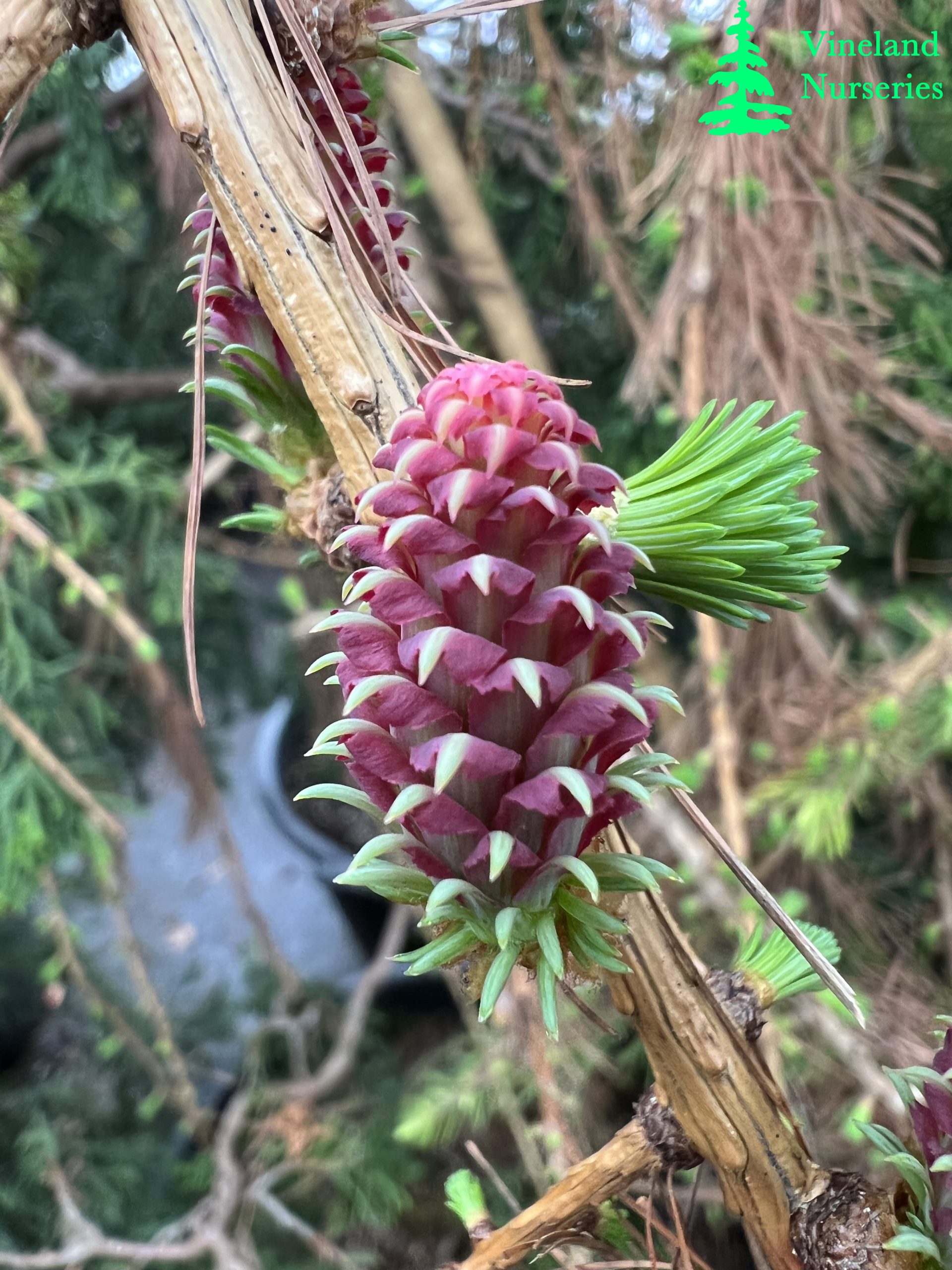 Larix Decidua Varied Directions