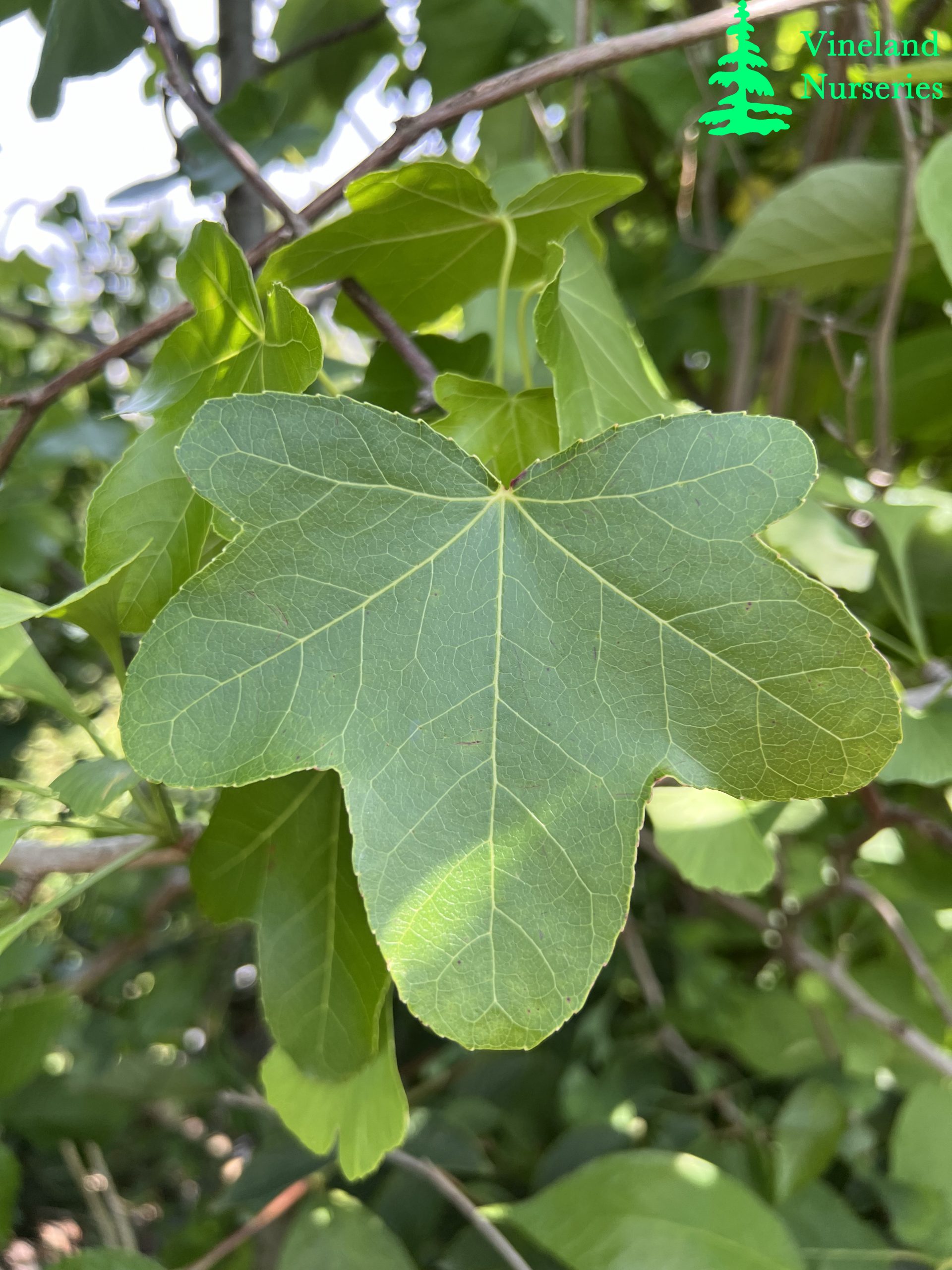 Liquidambar Styraciflua Rotundiloba