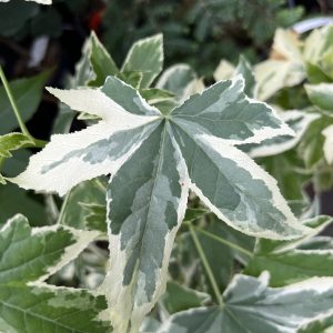 Liquidambar Styraciflua Silver King 2
